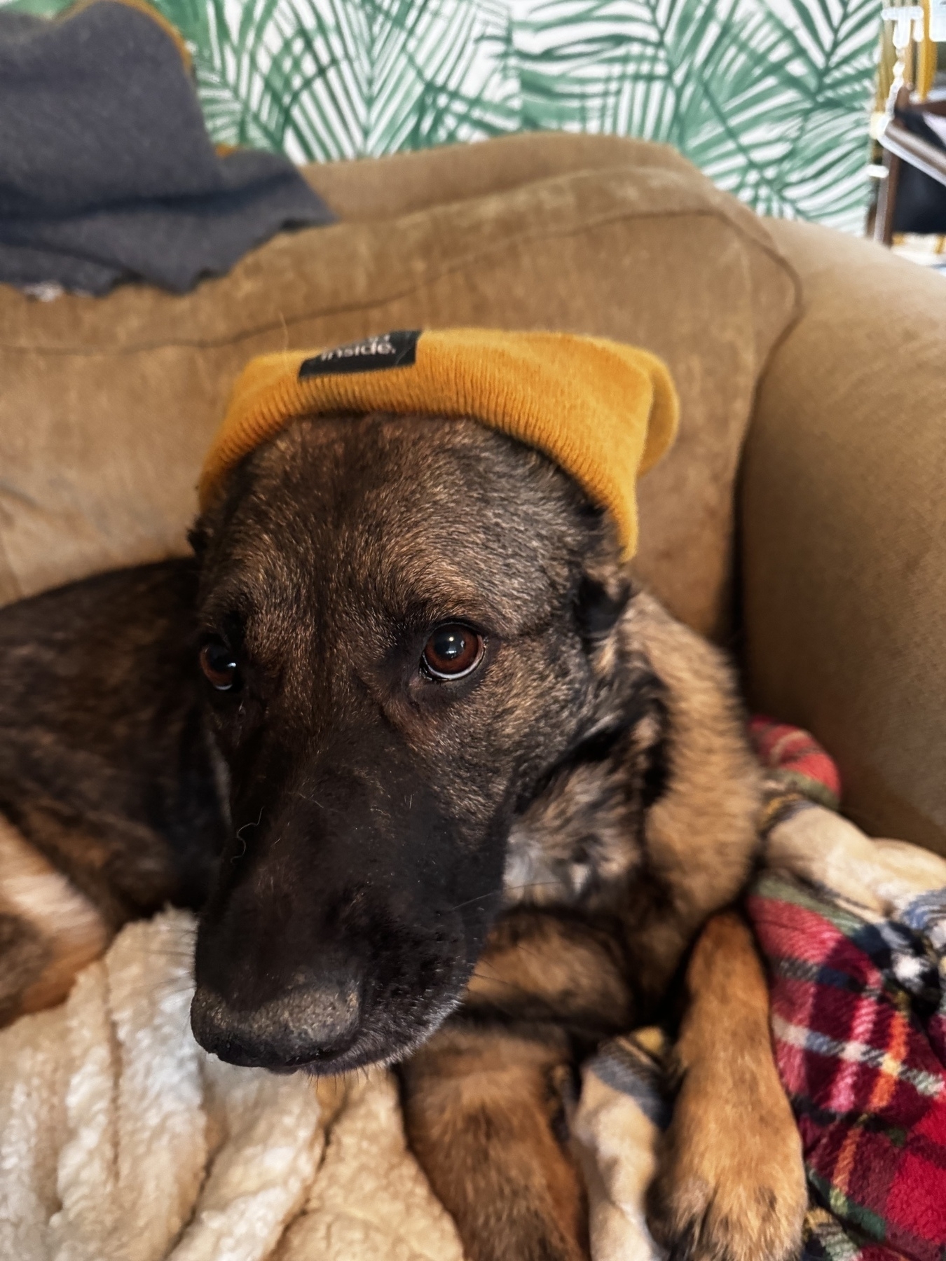 This photo shows a German Shepherd lounging on a brown couch, wearing a mustard-yellow beanie that sits loosely on its head. The dog has a calm, relaxed expression, with warm brown eyes and a thick coat of black and tan fur. Cozy blankets, including a white fleece and a red-and-green plaid, surround it, adding to the cozy atmosphere.