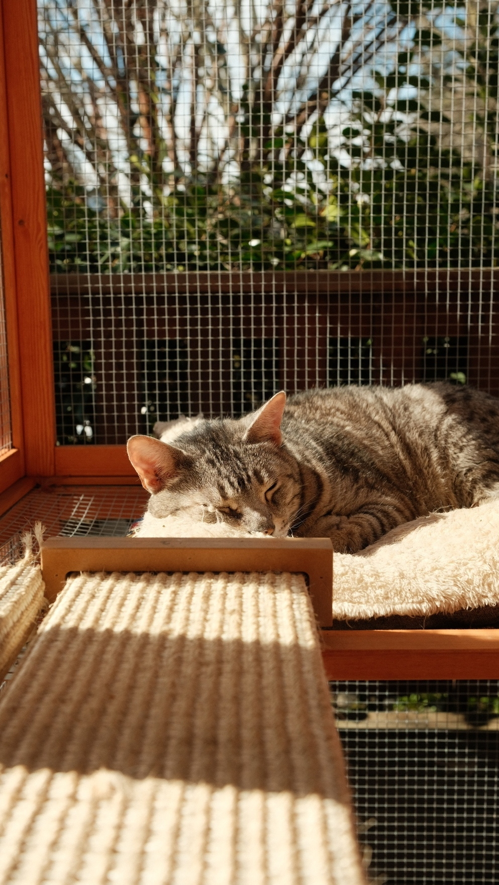 A vertical photo peering into a catio made of wood and chicken wire. Lying in a sunbeam on a plush pillow is a grey and black striped bengal cat, his eyes closed in relaxation.