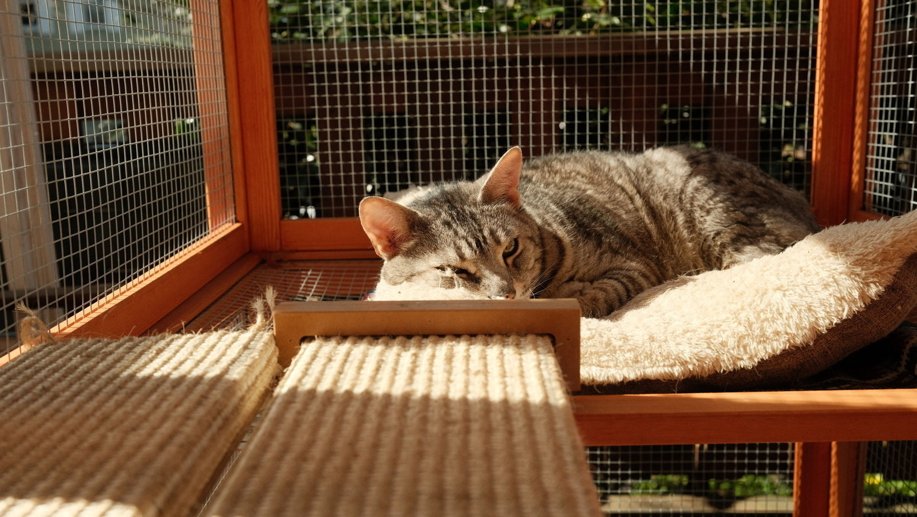 A landscape photo peering into a catio made of wood and chicken wire. Lying in a sunbeam on a plush pillow is a grey and black striped bengal cat, one eye watches the photographer. 