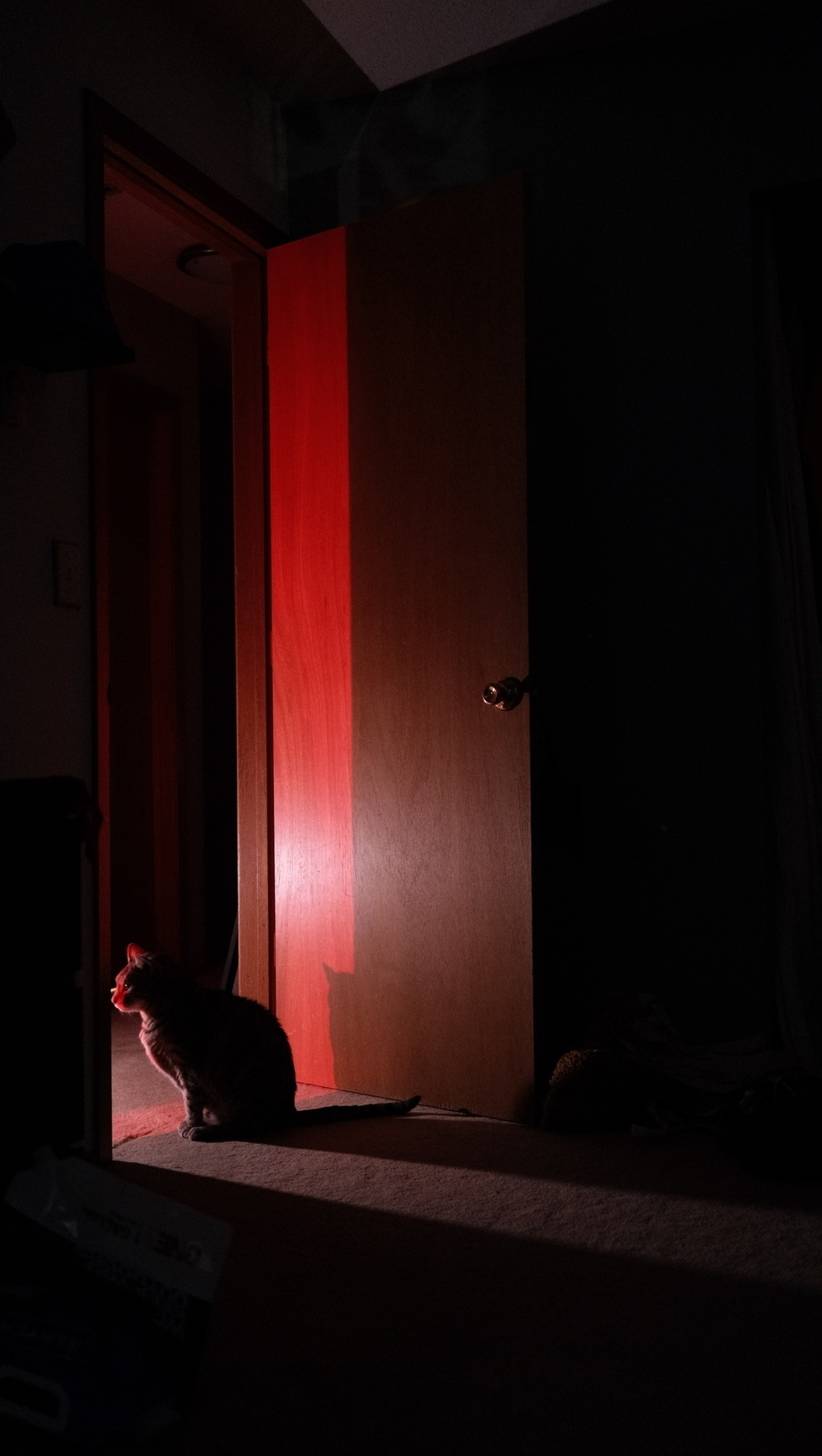 A dark photo of a cat in a door way. The cat is bathed in a slice of red light. 