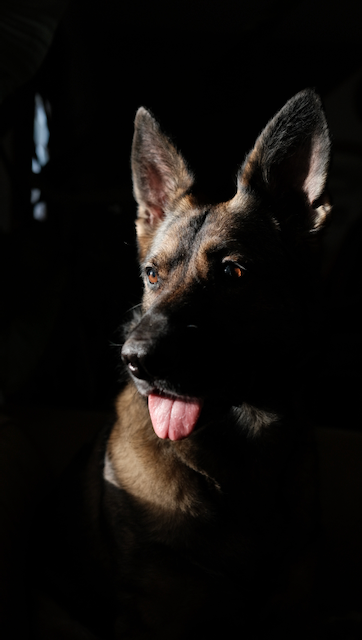 A photo of a German Shepherd-like dog's face. Only half of her head is highlighted, the rest in shadows.